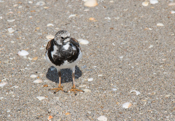 Ruddy Turnstone Bird
