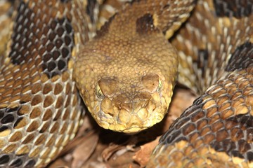 Timber Rattlesnake (Crotalus horridus)