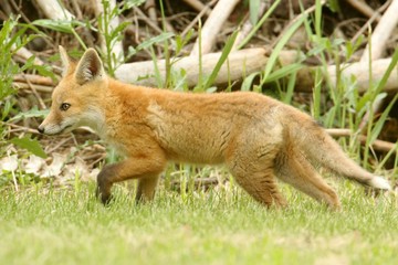 Red Fox Kit