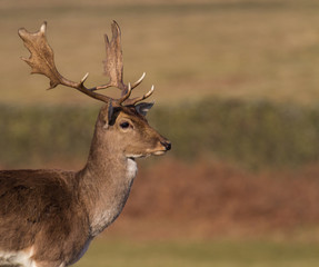 Fallow Deer