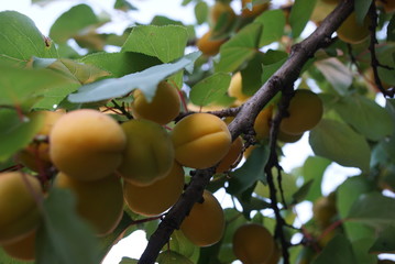fruit trees