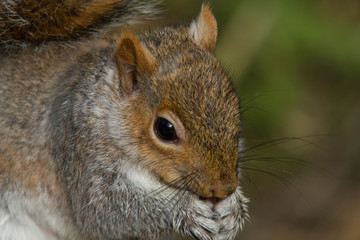 Obraz premium Grey Squirrel