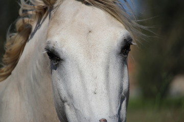 regard de cheval blanc