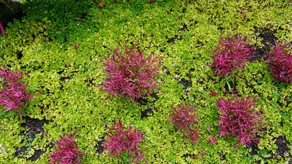 tropical plants