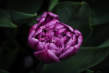 pivoine mauve