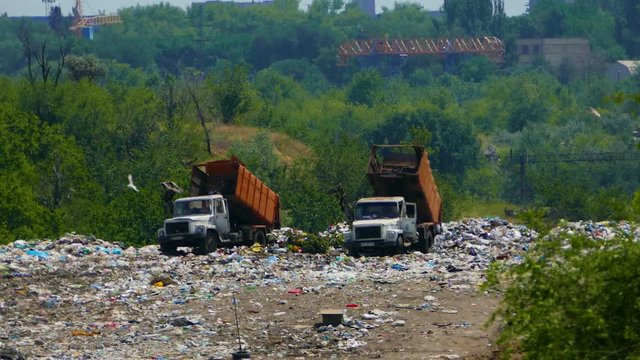 Garbage ecology