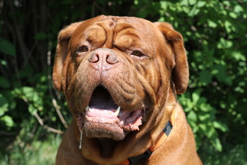 Obraz premium portrait of big dog