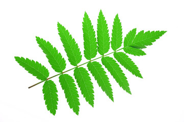 green leaves isolated on white background 