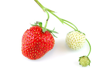 close up on fresh strawberries on white background