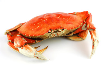 single steamed crab isolated on white background