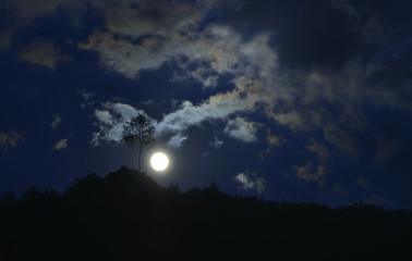 tree under the moonlight