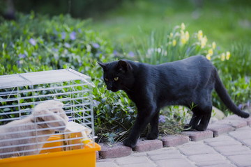 Rabbit sits in a cage on the green grass in the spring. The cat sits beside and watches. Animal protection.
