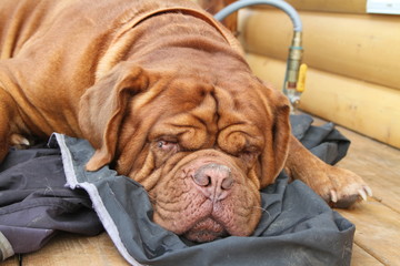 Obraz premium portrait of dog laying down