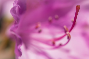 Close up shot of the inside of this purple flower.