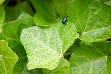  Kleiner Käfer auf dem Efeu
