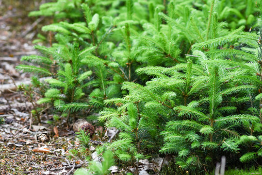 Wald
