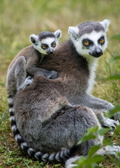 Lemur catta baby on the mother's back/Lemur catta baby and mother/Lemur Catta
