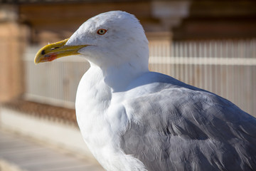 Seagull