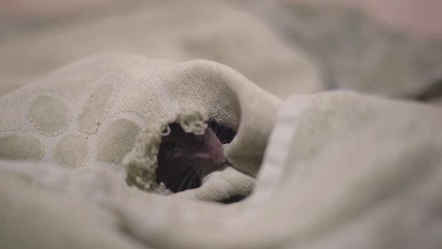 A funny domestic rat gnawed a hole in the blanket. A mouse snout from the burrow. Home porter of the black color goes to the intelligence from the house.