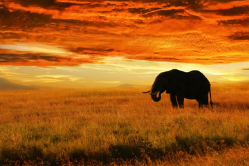 Lonely Elephant against sunset in savannah.  Serengeti National Park. Africa. Tanzania. - obrazy, fototapety, plakaty