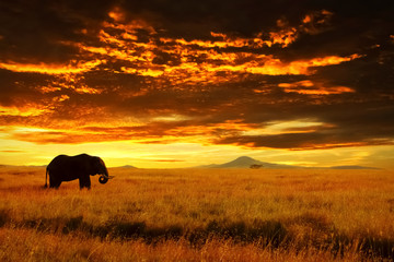 Naklejka na ściany i meble Lonely Big Elephant against sunset in savannah. Serengeti National Park. Africa. Tanzania.