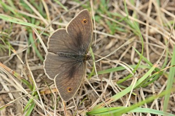 Brauner Waldvogel (Aphantopus hyperantus)