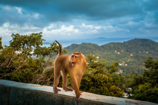 crazy monkey walking on the wall. monkey climbing on the wall around Phuket’s big Buddha viewpoint