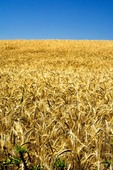Wheat field on a sunny day with a blue sky