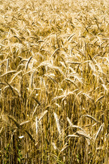 Wheat field on a sunny day with a blue sky