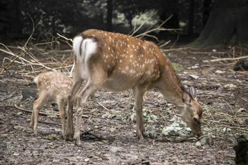 Naklejka na ściany i meble Reh Hirsch Rehkitz