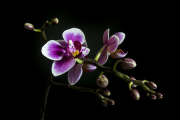 Fototapeta na wymiar A brunch of Orchid with some buds and flowers on black background 