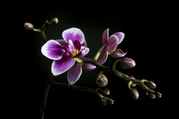 A brunch of Orchid with some buds and flowers on black background 