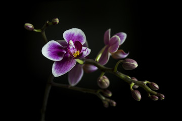 A brunch of Orchid with some buds and flowers on black background 