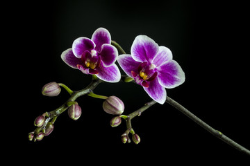 Fototapeta na wymiar A brunch of Orchid with some buds and flowers on black background 