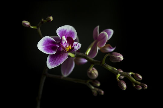 Fototapeta A brunch of Orchid with some buds and flowers on black background 
