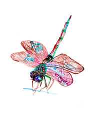 Colorful Dragon Fly in Watercolor