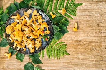 raw chantarelles in a forged plate with birch and fern leaves on a wooden table with copy space