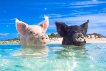 Foto op Plexiglas Zwemmende varkens © zach