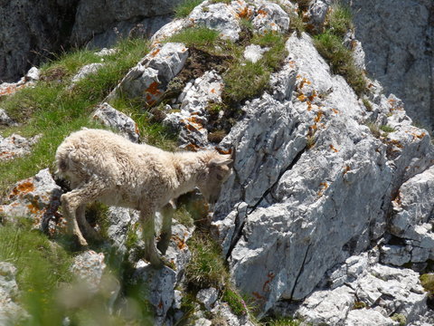 chamois a la dent d oche