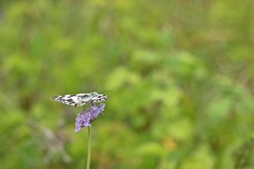 Schachbrettfalter (Melanargia galathea) auf Acker-Witwenblume (Knautia arvensis)