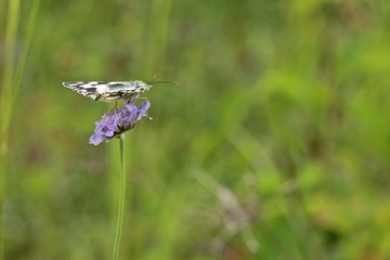 Schachbrettfalter (Melanargia galathea) auf Acker-Witwenblume (Knautia arvensis)