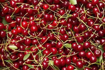 Ripe cherries with stem and leaves, berry Burgundy background