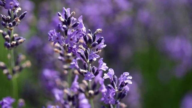 Closeup view of the lavender flower in the wind.