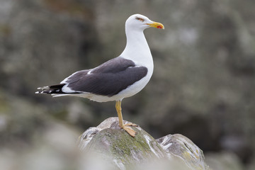 Fototapeta premium Herring Gull (Larus Argentatus) perched on a rock