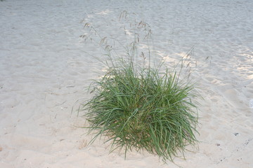 Pflanzen an der Küste