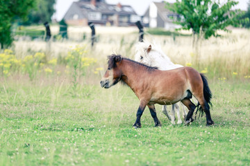 Fototapeta premium Mini Shetland Ponys spielen