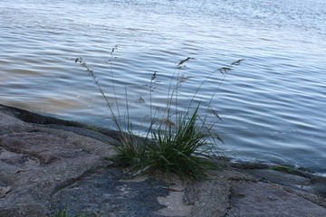 Pflanzen an der Küste