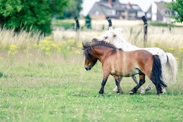 Mini Shetland Ponys spielen