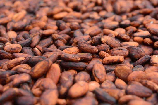 Fèves de cacao torréfiées