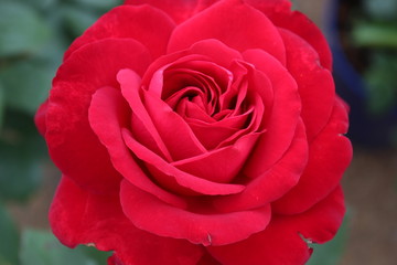 rote Rose